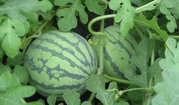 盐城网红吃瓜事件