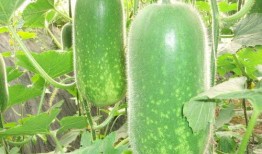 界首网红吃瓜视频大全,趣味横生，笑料百出