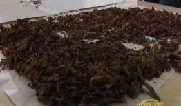广东梅干菜爆料视频大全,视频大全带你领略地道美食魅力