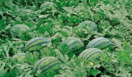 界首网红吃瓜视频大全,趣味横生，笑料百出