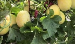 界首网红吃瓜视频大全,趣味横生，笑料百出