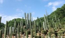 深圳仙湖植物园爆料视频,探秘自然奇观