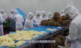 榴莲加工厂爆料视频,揭秘榴莲加工全过程