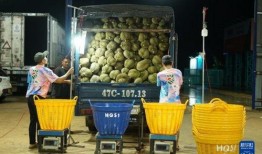 榴莲加工厂爆料视频,揭秘榴莲加工全过程